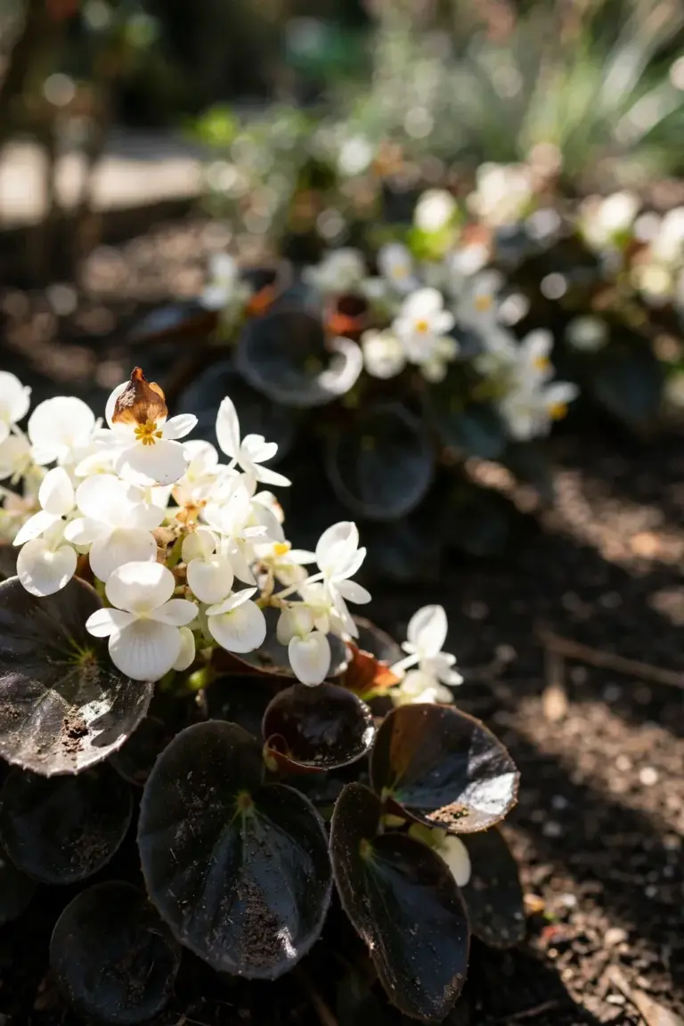 Bronze-leaf wax begonia flowers thriving in hot afternoon sun