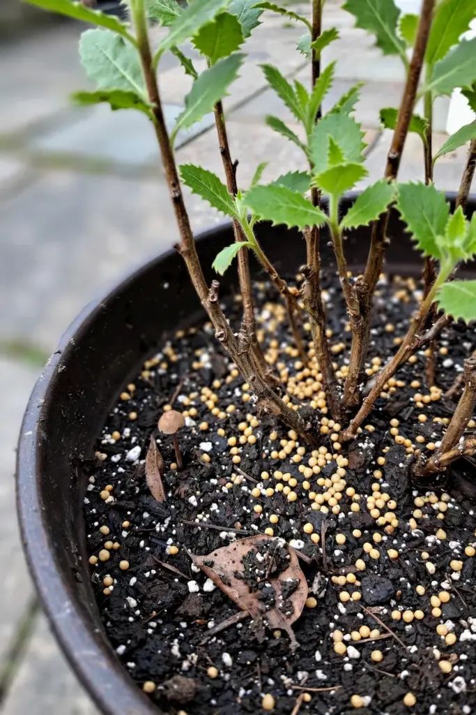 Balanced fertilizer granules scattered around beluntas stems in a deep pot