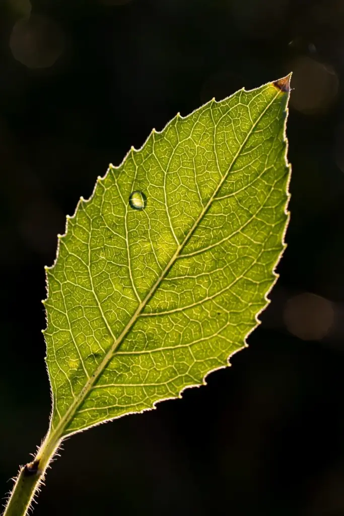 A single backlit beluntas leaf showing its obovate shape and toothed margin