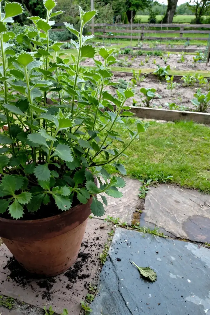 A potted beluntas shrub standing alone on a patio with garden beds behind