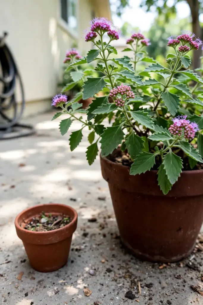 A potted beluntas shrub on a patio showing the complete container setup