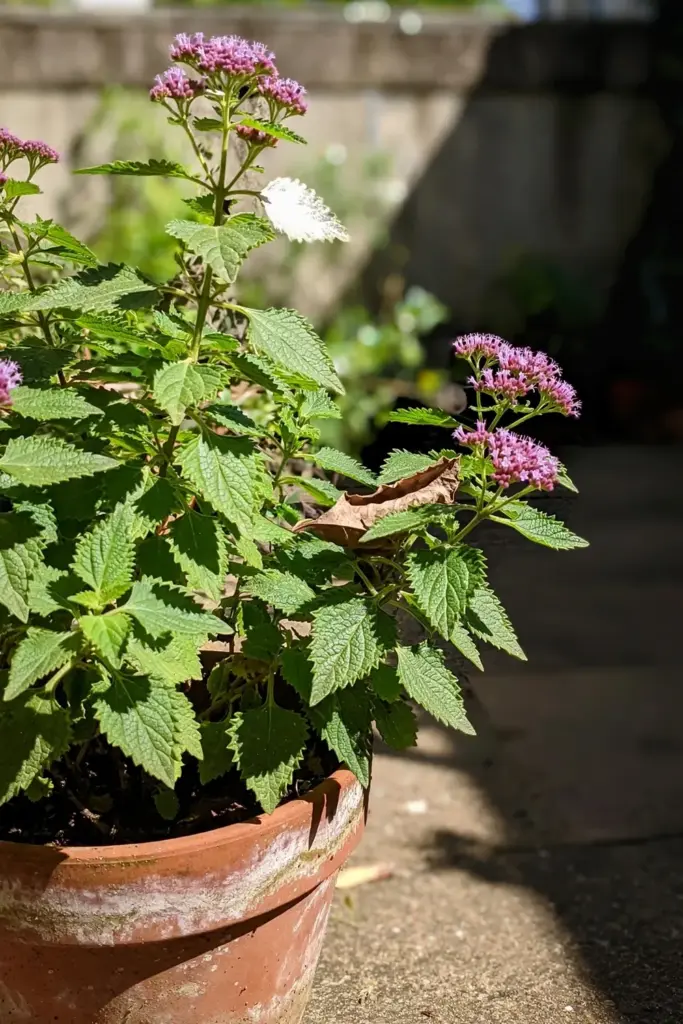 A beluntas shrub thriving in full sun on a patio with dense foliage