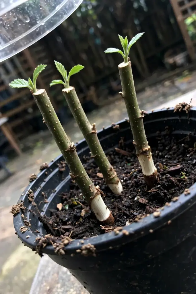 Beluntas stem cuttings with stripped lower leaves rooting in a black nursery pot
