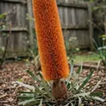 Fifteen banksia varieties comparison with a giant candles spike in a home garden