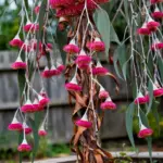 Twelve gum species comparison with a weeping silver princess gum in a home garden