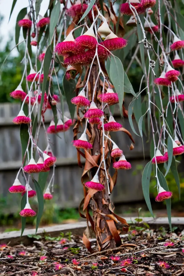 Twelve gum species comparison with a weeping silver princess gum in a home garden