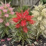 Grevillea shrubs with red, pink, and cream toothbrush flowers in a sunny Australian garden bed