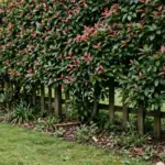 Dense evergreen lilly pilly hedge along a timber fence.