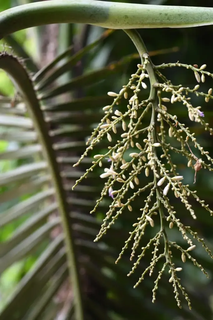Betel nut palm branching flower stalk hanging below the crownshaft
