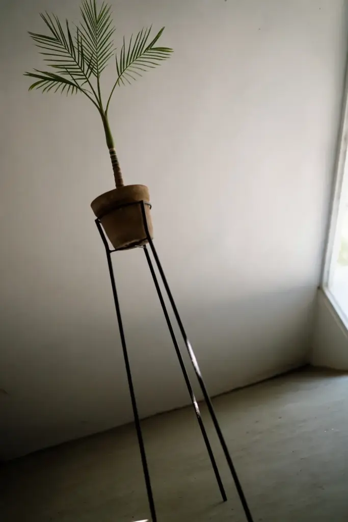 Potted betel nut palm on a tall plant stand above an empty floor