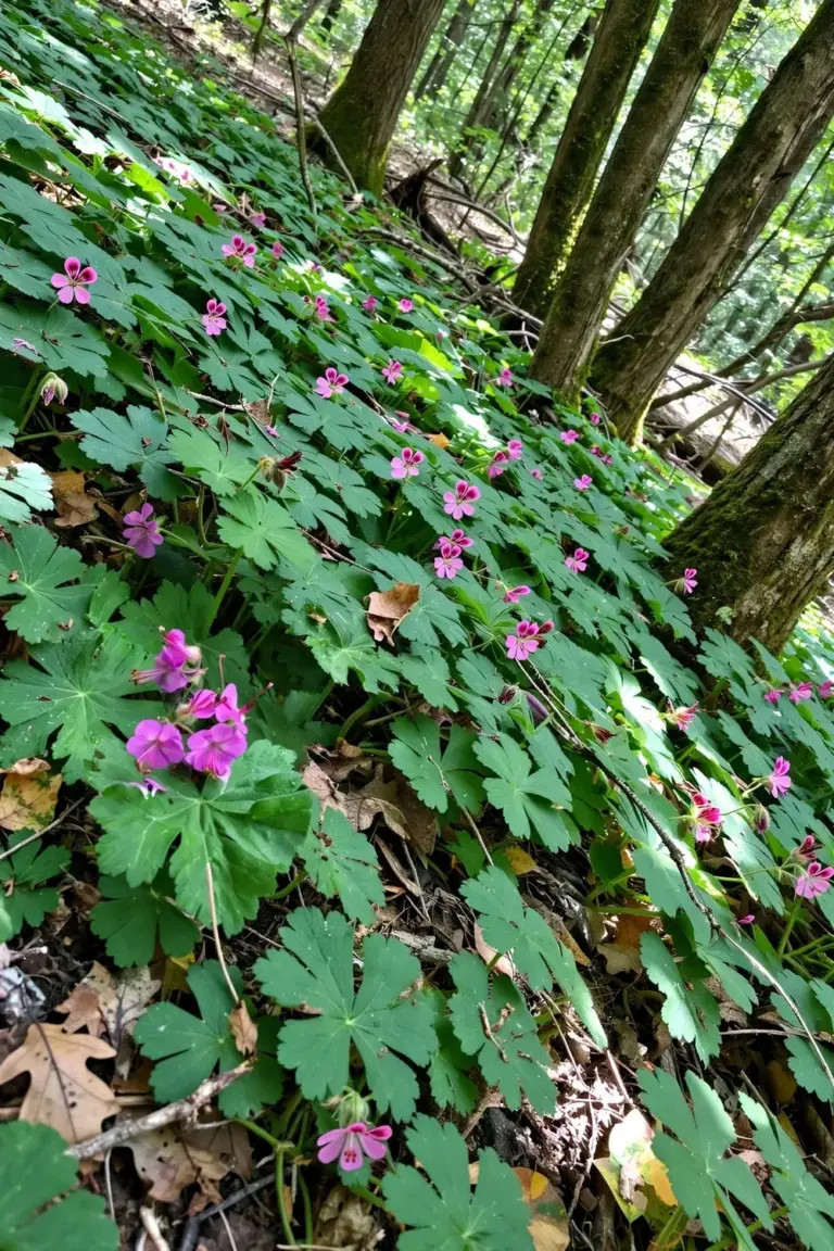 Mature bigroot geranium carpet thriving in dry shade under trees