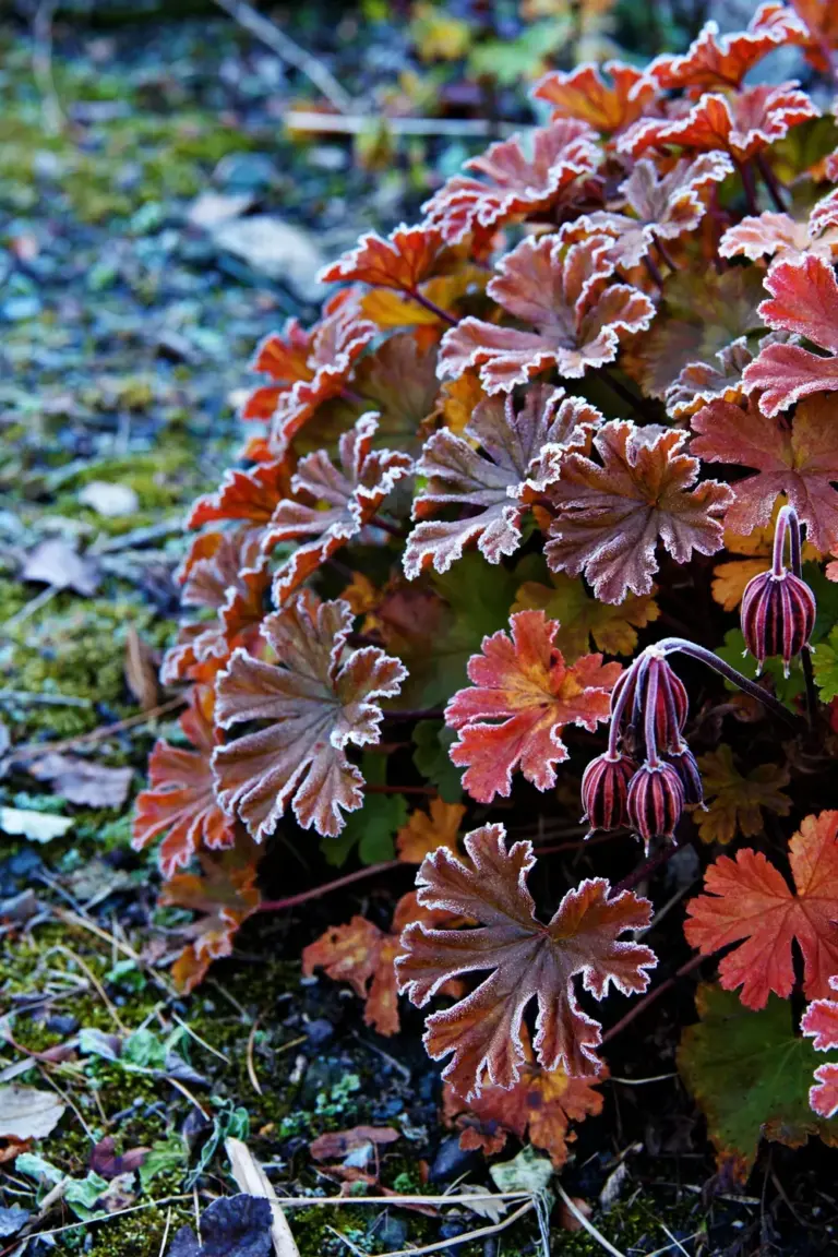 Bigroot geranium foliage with red autumn tones in light frost