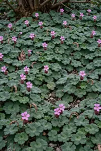 Established bigroot geranium carpet with pink blooms spreading under shrubs