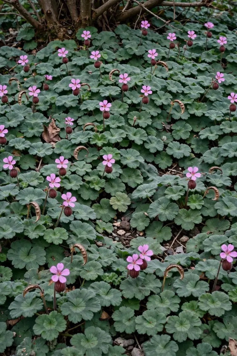 Bigroot Geranium (Geranium macrorrhizum): the Dry-Shade Groundcover That Weeds Itself