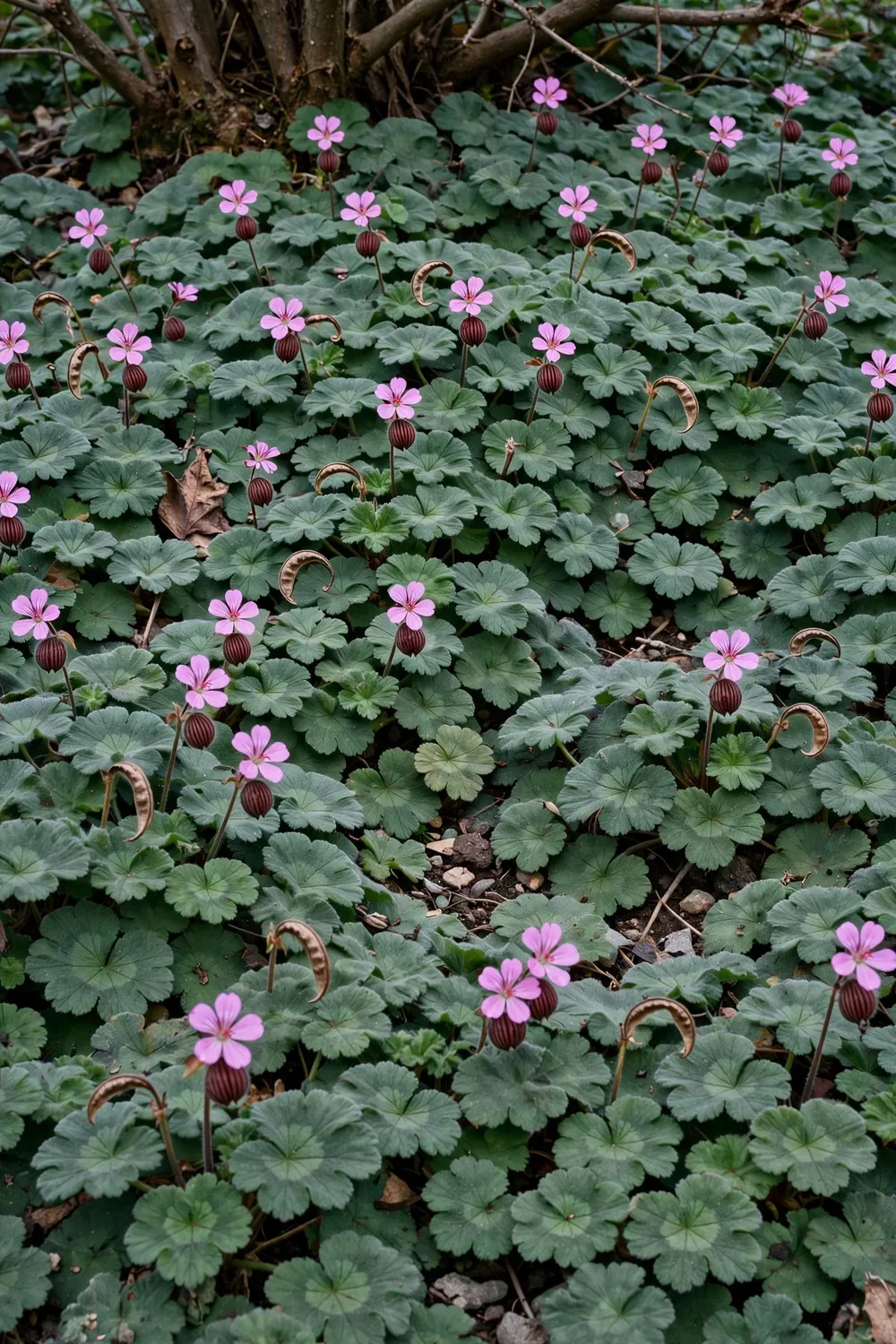Established bigroot geranium carpet with pink blooms spreading under shrubs