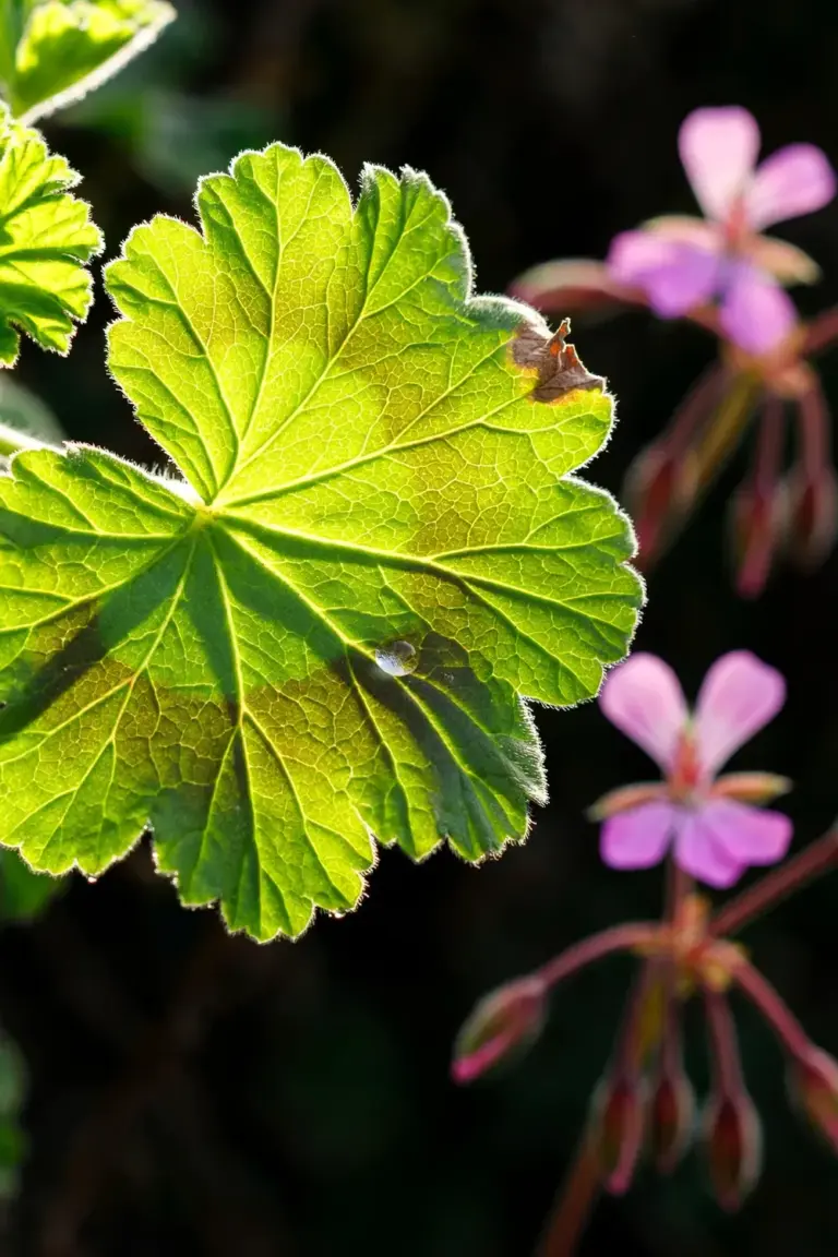 Backlit lobed leaf of bigroot geranium showing vein detail