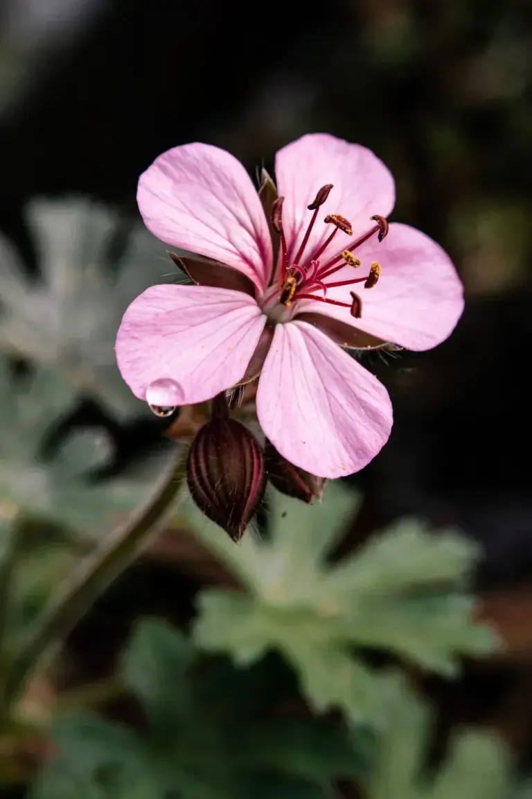 Pink bigroot geranium bloom with dark-red calyx, macro view