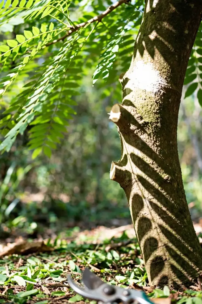 Pruned bilimbi with sunlit trunk, pruning shears blurred at frame edge