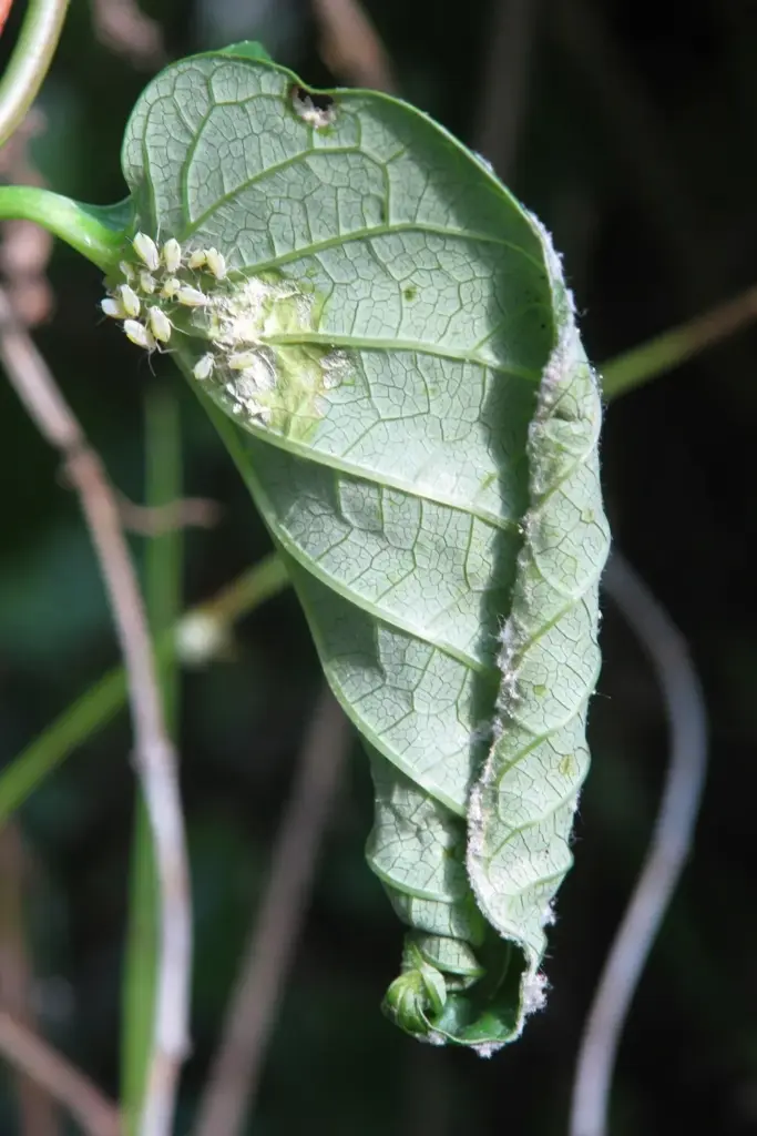 Aphid cluster on the underside of a Madeira vine leaf