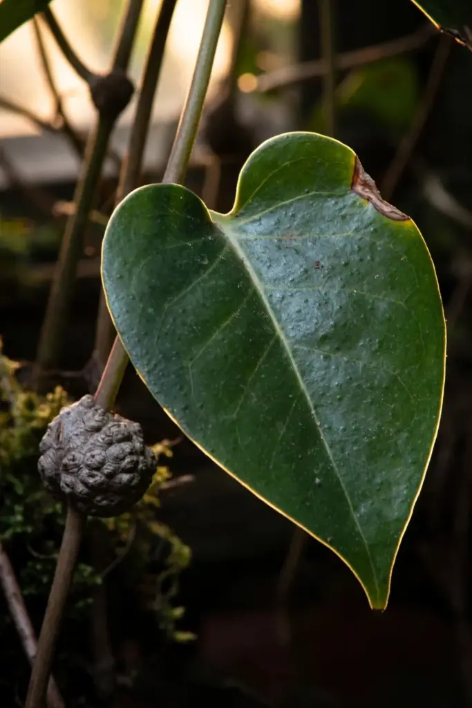 Close view of heart-shaped Madeira vine leaf with warty aerial tuber at node