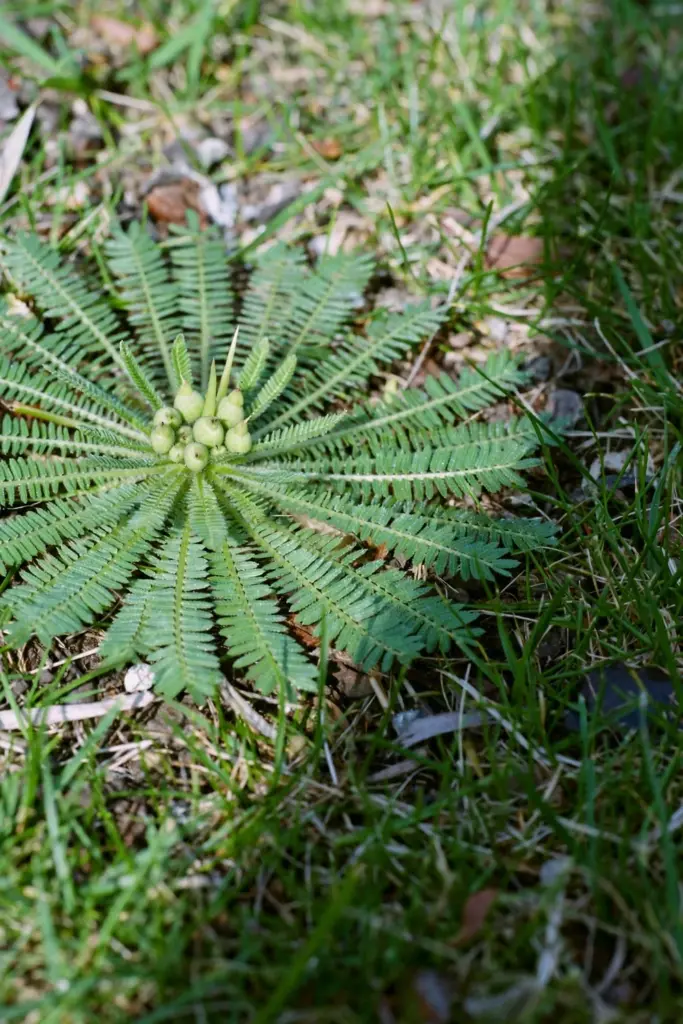 Bindii rosette with tiny early seed cases forming at the crown