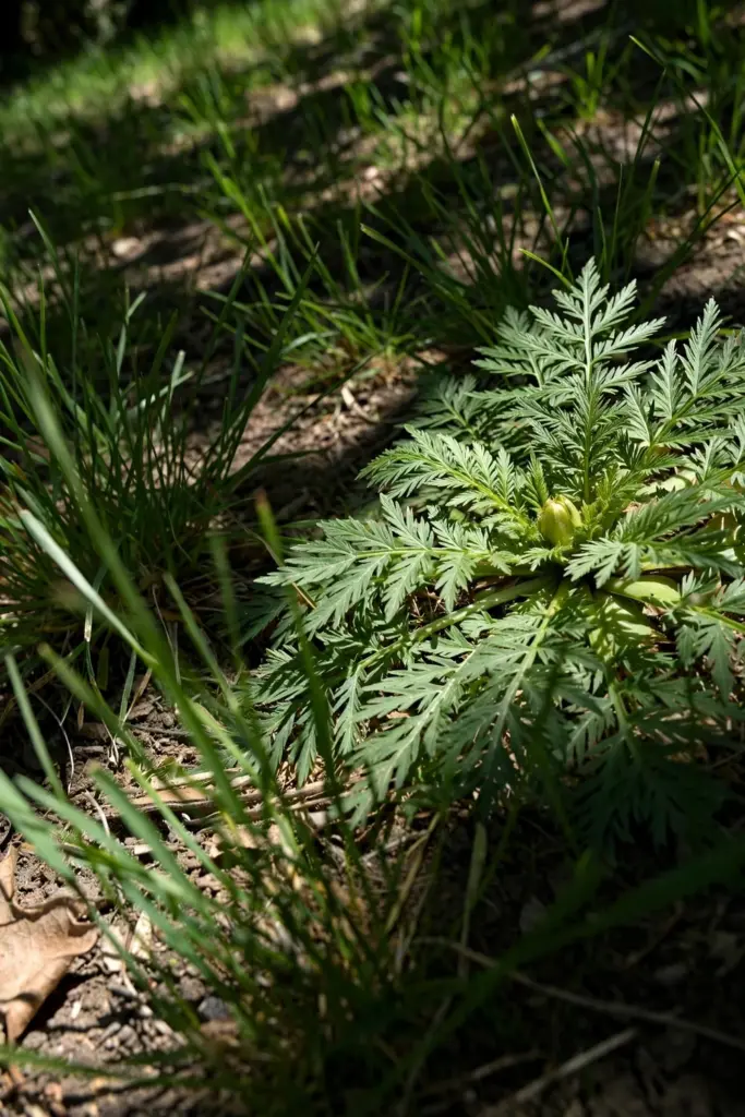 Bindii rosette with finely divided fern-like leaves at turf level