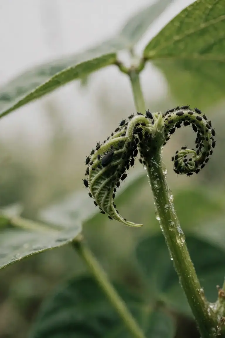 Cluster of small black aphids on a bean growing tip