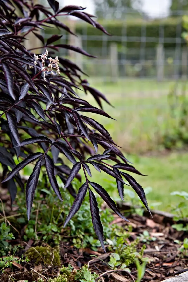 'Black Beauty' elderberry shrub with near-black pinnate leaves in a garden bed