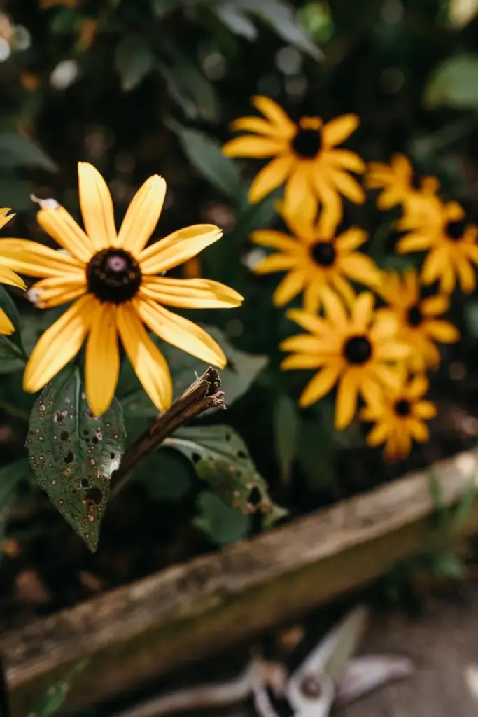 Goldsturm black-eyed Susan cones glowing gold in a long-season border