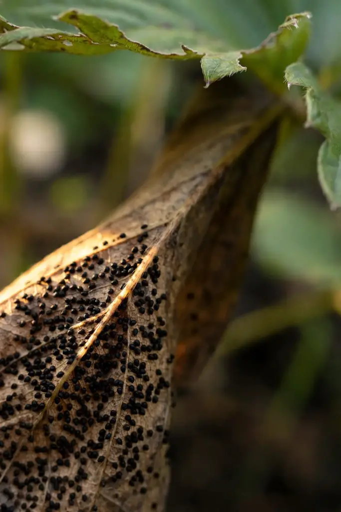 Dead tan leaf tissue studded with tiny black fruiting bodies like pepper specks.