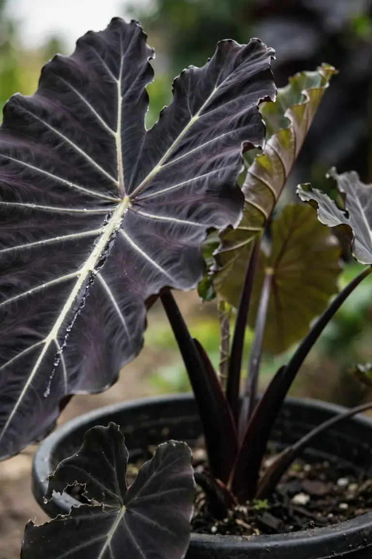 Huge matte purple-black 'Black Magic' elephant ear leaves filling a black cauldron pot