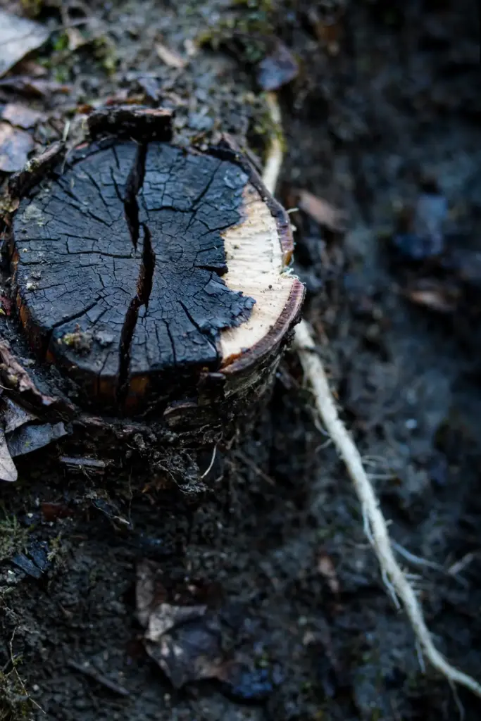Blackened root crown with dark lesions and cracked bark tissue