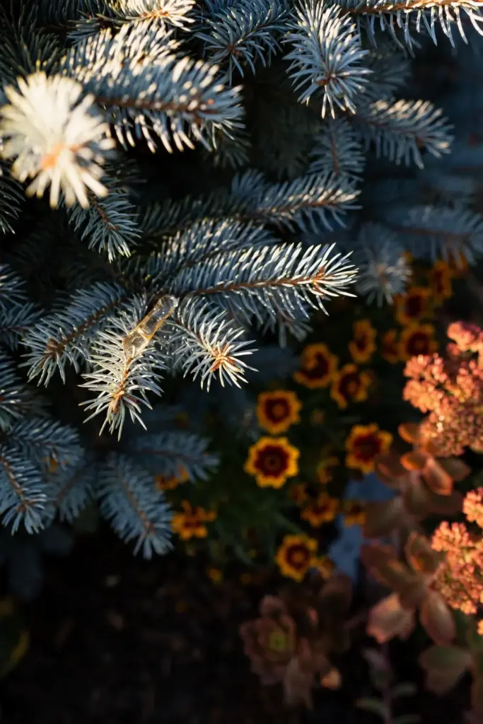 Blue spruce foliage cooling a warm border of amber perennials