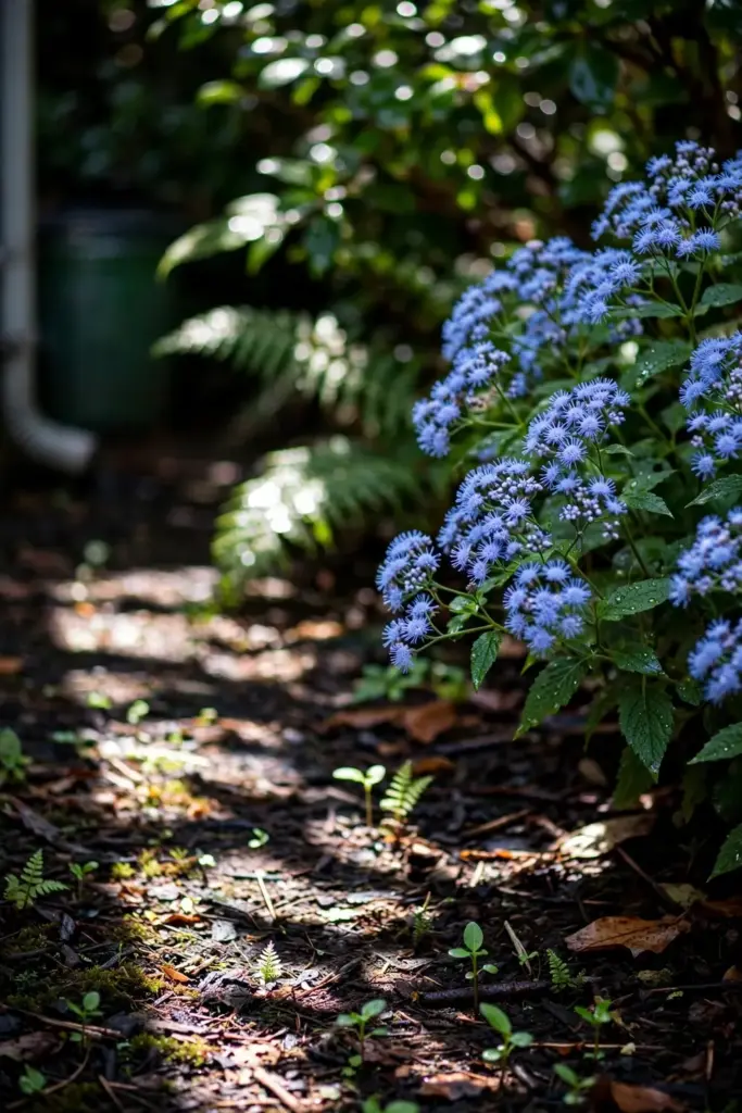 Powder-blue mistflower haze spreading through a damp garden corner