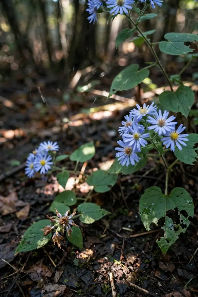 Blue wood aster pale blooms in dappled woodland shade