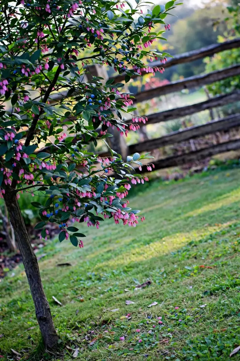 Blueberry ash tree with fringed pink flowers and blue fruit