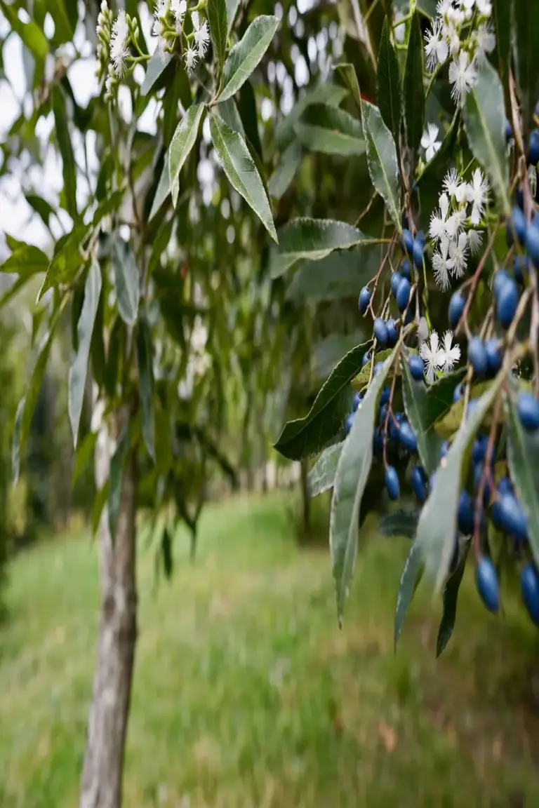 Blueberry ash small tree with bright blue drupes and narrow toothed leaves