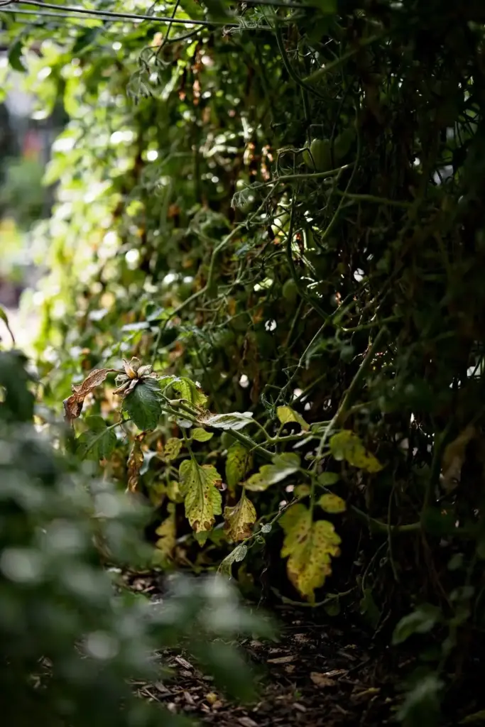 Crowded tomato row with dense canopy and yellowing lower leaves