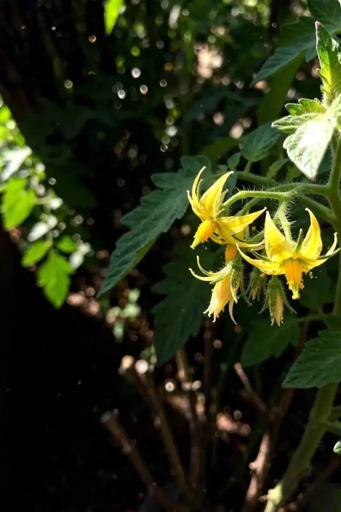 Healthy tomato new growth with clean leaves and blossoms