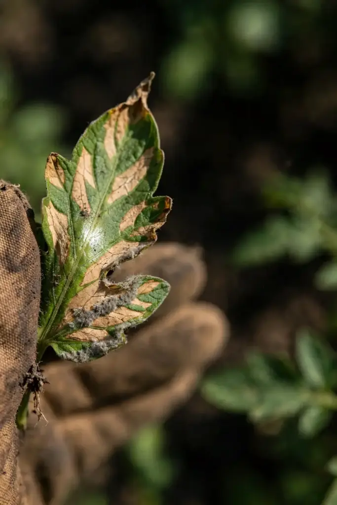 Tomato leaf with tan lesions and gray fuzz held in a worn garden mitt