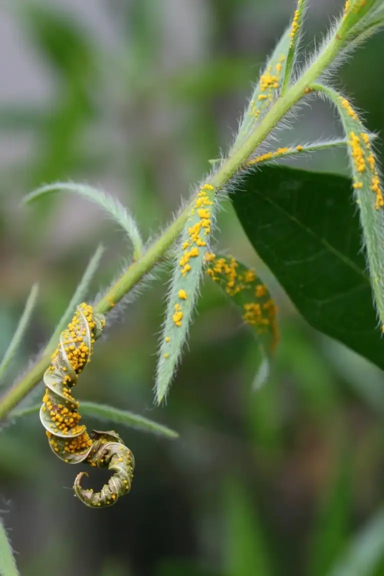Young bottlebrush leaf with yellow-orange myrtle rust pustules