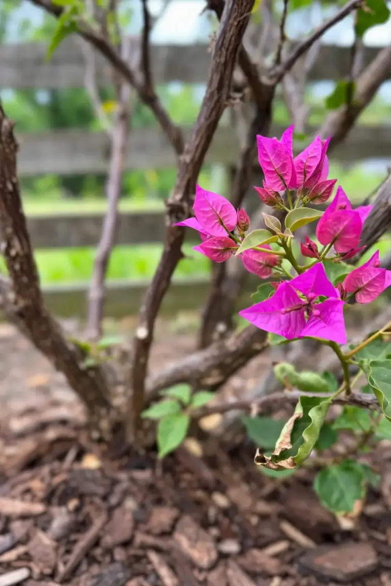 Home garden bougainvillea in first full bract flush after pruning