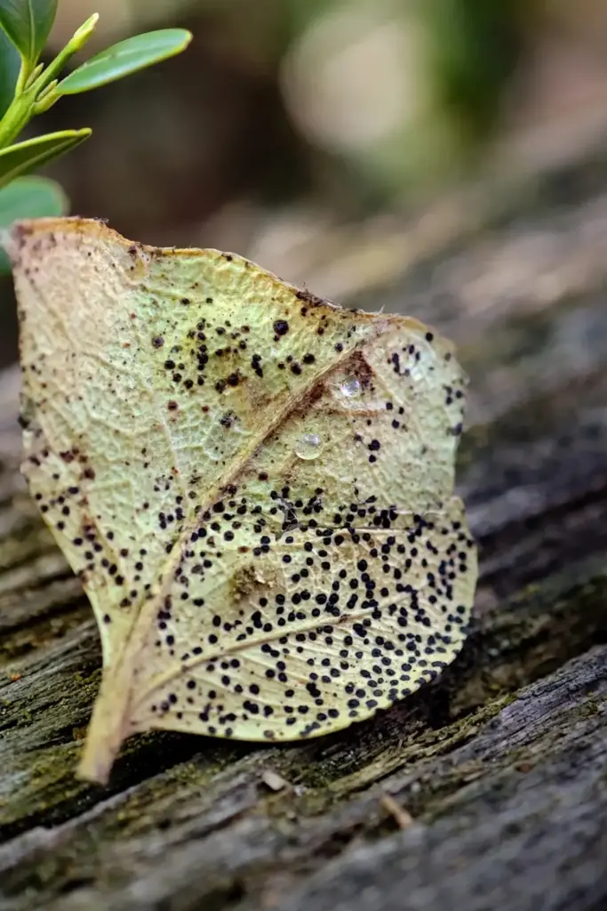 Extreme macro of black Macrophoma fruiting bodies studding a straw-colored boxwood leaf.
