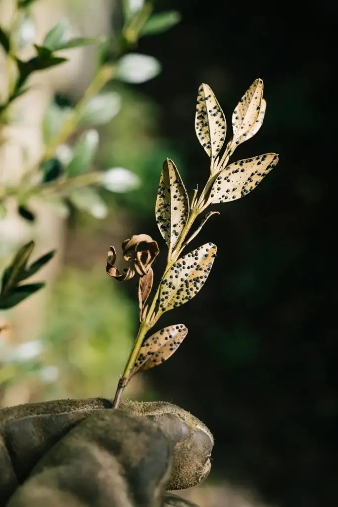 Spotted boxwood twig held up to the light for a treatment decision.