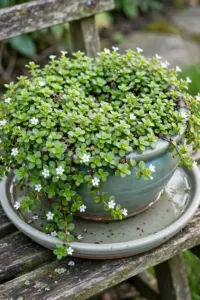Creeping brahmi herb with small white flowers in a wide shallow glazed pot on a water-filled saucer