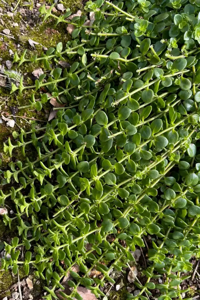 Dense brahmi mat seen from above with freshly pinched stem tips