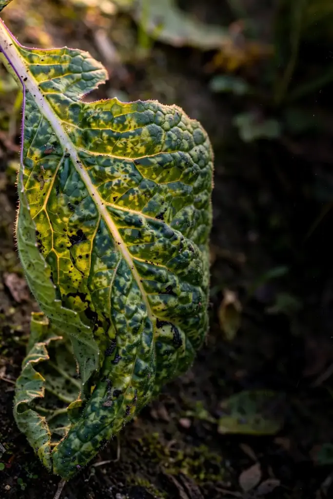 Turnip leaf with mosaic patches, puckering, and vein clearing.