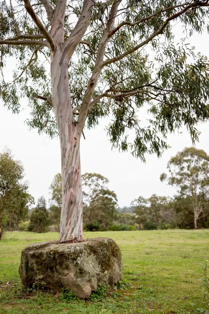Brittle gum with a smooth white trunk and pink patches on a large block