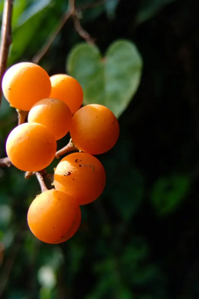 Brotowali orange drupes in macro beside a heart-shaped leaf