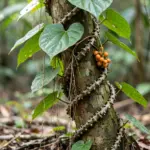 Brotowali vine with warty stem and heart-shaped leaves climbing a host tree